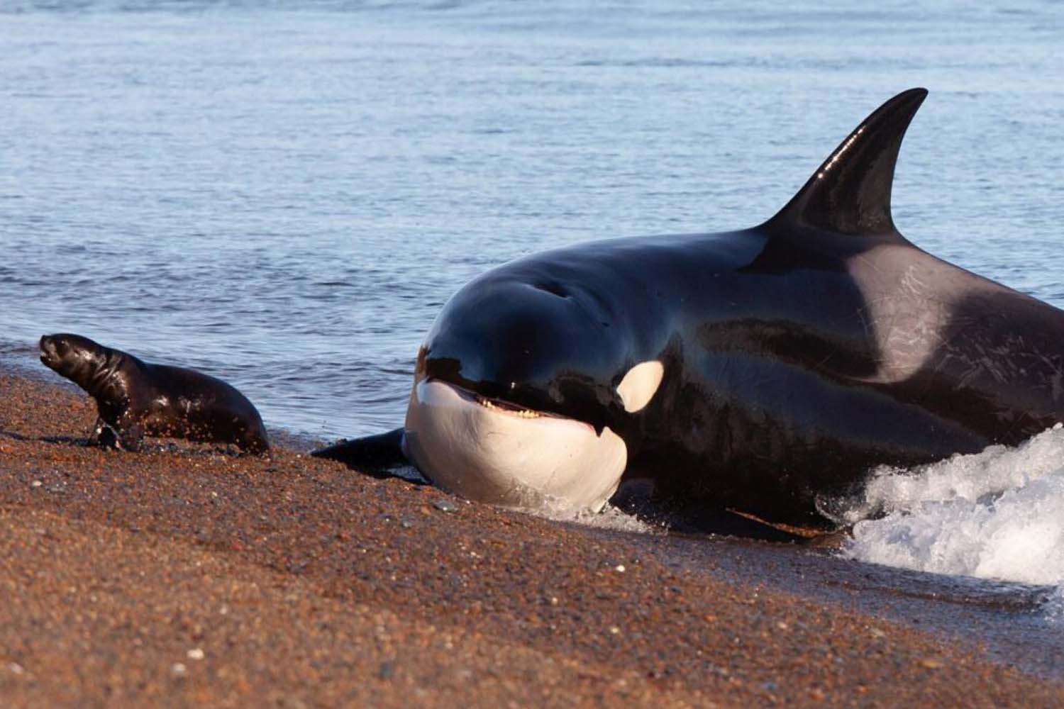 6-Day Patagonian Orca Tracking and Wildlife Photography Expedition